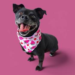 Shelter Stray Female Dog last seen Near BLOCK TERRELL CT, BAKERSFIELD CA 93304, 3951 Fruitvale Ave, Bakersfield, CA 93308, USA