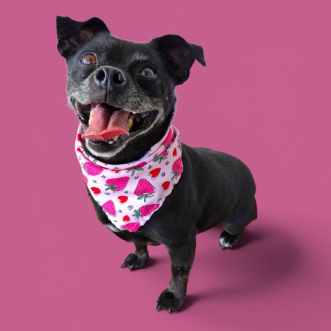 Shelter Stray Female Dog last seen Near BLOCK TERRELL CT, BAKERSFIELD CA 93304, 3951 Fruitvale Ave, Bakersfield, CA 93308, USA
