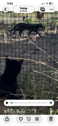Found/Stray Unknown Cat last seen Sleeping Indian Rd and Las Tunas Rd off North River Rd., Oceanside, CA 92057