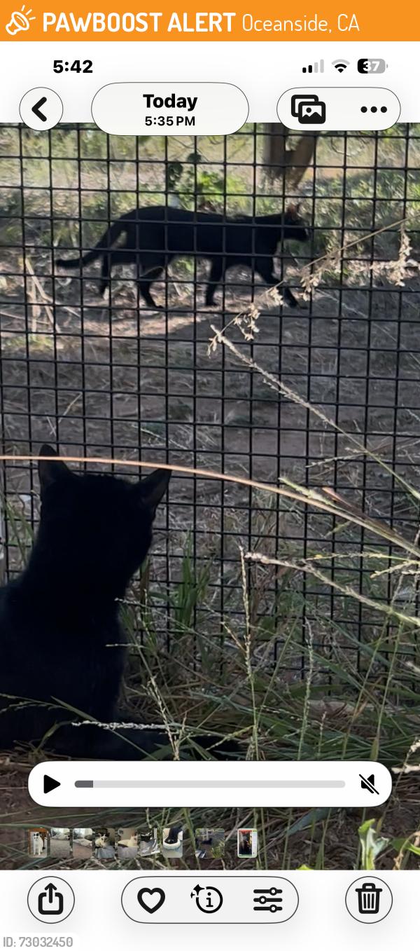 Found/Stray Unknown Cat last seen Sleeping Indian Rd and Las Tunas Rd off North River Rd., Oceanside, CA 92057