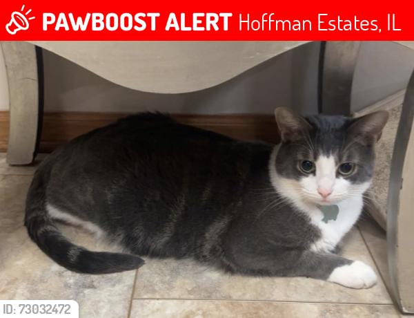 Lost Male Cat last seen Eton drive and haverford , Hoffman Estates, IL 60192