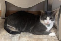 Lost Male Cat last seen Eton drive and haverford , Hoffman Estates, IL 60192