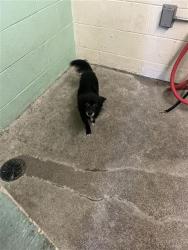 Shelter Stray Female Dog last seen CENTER PKWY & EHRHARDT AVE, 2127 Front St, Sacramento, CA 95818, USA