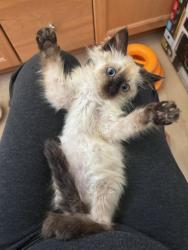 Shelter Stray Female Cat last seen JOHN RUNGE ST & JERRY LITELL WAY, 2127 Front St, Sacramento, CA 95818, USA