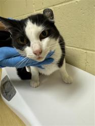 Shelter Stray Female Cat last seen TISDALE WAY & TORRANCE AVE, 2127 Front St, Sacramento, CA 95818, USA