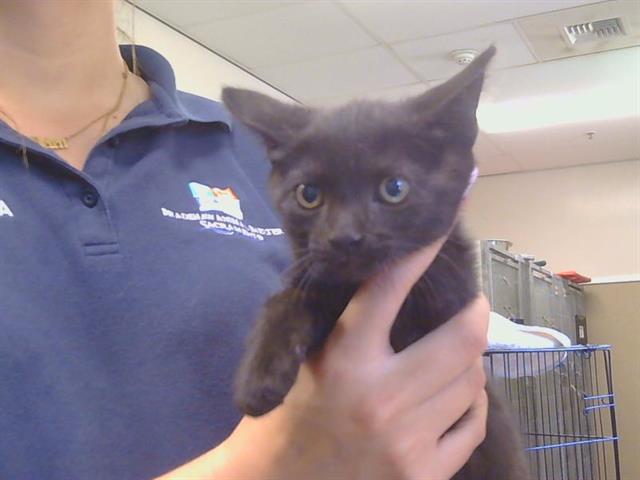 Shelter Stray Female Cat last seen THORNHILL DR/BRYDON WAY, SACRAMENTO CA 95826, 3839 Bradshaw Rd, Sacramento, CA 95827, USA
