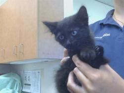 Shelter Stray Female Cat last seen THORNHILL DR/BRYDON WAY, SACRAMENTO CA 95826, 3839 Bradshaw Rd, Sacramento, CA 95827, USA