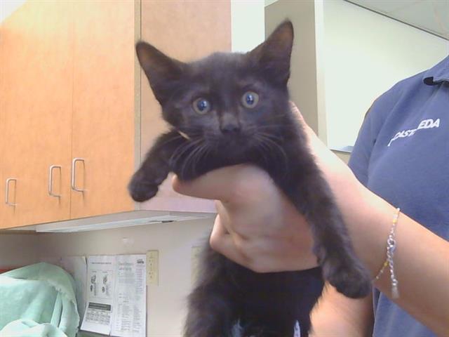Shelter Stray Female Cat last seen THORNHILL DR/BRYDON WAY, SACRAMENTO CA 95826, 3839 Bradshaw Rd, Sacramento, CA 95827, USA