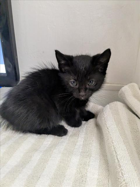 Shelter Stray Female Cat last seen , 16 Barnes Ct, Hayward, CA 94544, USA