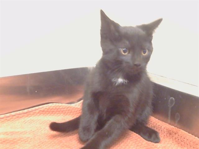 Shelter Stray Female Cat last seen THORNHILL DR/BRYDON WAY, SACRAMENTO CA 95826, 3839 Bradshaw Rd, Sacramento, CA 95827, USA