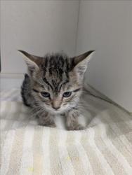 Shelter Stray Female Cat last seen , 16 Barnes Ct, Hayward, CA 94544, USA