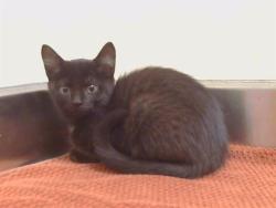 Shelter Stray Female Cat last seen THORNHILL DR/BRYDON WAY, SACRAMENTO CA 95826, 3839 Bradshaw Rd, Sacramento, CA 95827, USA