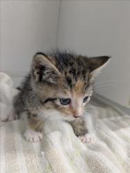 Shelter Stray Female Cat last seen , 16 Barnes Ct, Hayward, CA 94544, USA