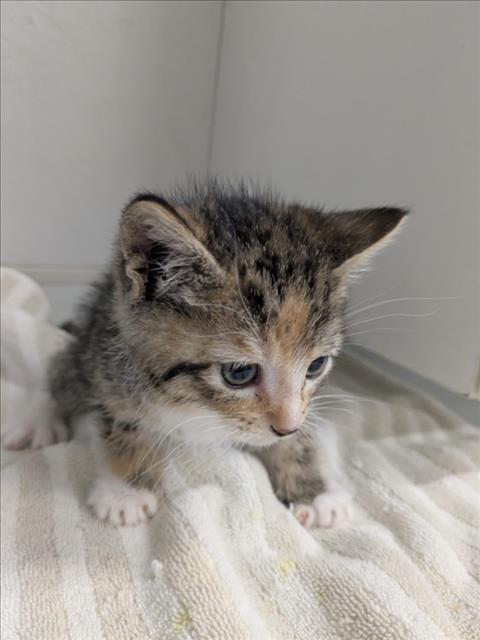Shelter Stray Female Cat last seen , 16 Barnes Ct, Hayward, CA 94544, USA