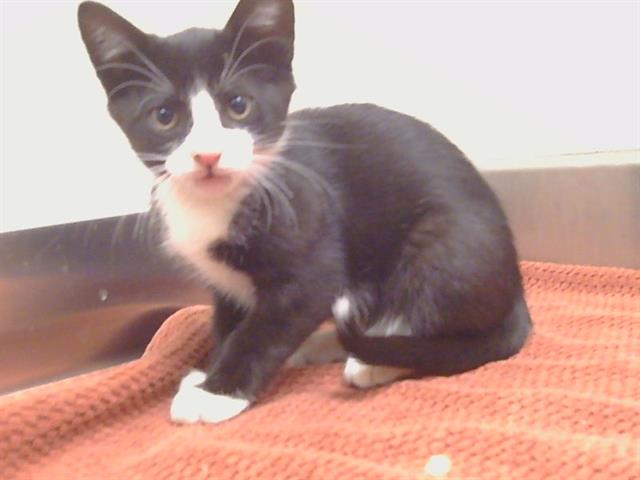 Shelter Stray Female Cat last seen THORNHILL DR/BRYDON WAY, SACRAMENTO CA 95826, 3839 Bradshaw Rd, Sacramento, CA 95827, USA