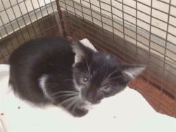 Shelter Stray Female Cat last seen SUNRISE BLVD, AMERICAN RIVER BIKE TRAIL, 95670, 3839 Bradshaw Rd, Sacramento, CA 95827, USA
