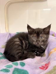 Shelter Stray Male Cat last seen SAN ANTONIO ST, 16 Barnes Ct, Hayward, CA 94544, USA