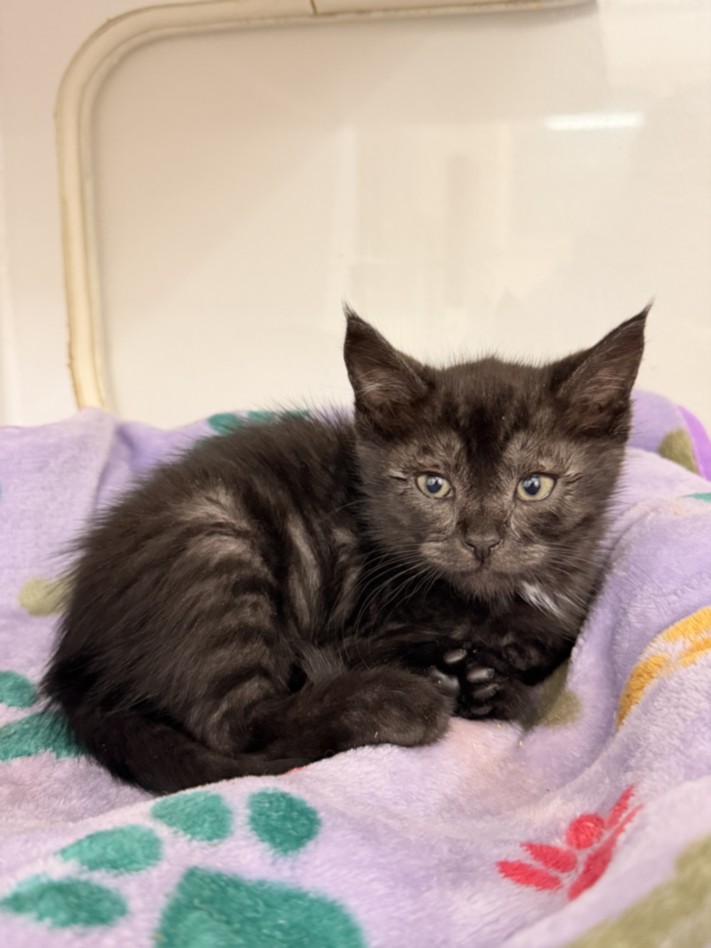 Shelter Stray Male Cat last seen SAN ANTONIO ST, 16 Barnes Ct, Hayward, CA 94544, USA
