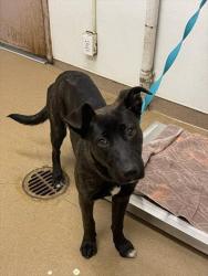 Shelter Stray Female Dog last seen HAYWARD SHORELINE CENTER, 16 Barnes Ct, Hayward, CA 94544, USA