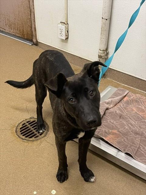 Shelter Stray Female Dog last seen HAYWARD SHORELINE CENTER, 16 Barnes Ct, Hayward, CA 94544, USA