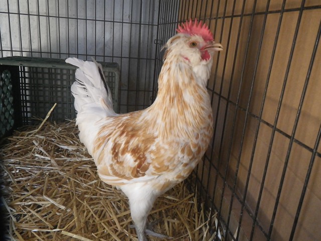 Shelter Stray Male Bird last seen PASEDENA AVE/CYPRESS AVE, 95821, 3839 Bradshaw Rd, Sacramento, CA 95827, USA