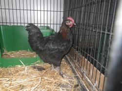 Shelter Stray Male Bird last seen PASEDENA AVE/CYPRESS AVE, 95821, 3839 Bradshaw Rd, Sacramento, CA 95827, USA