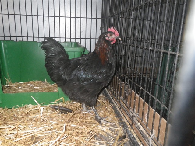 Shelter Stray Male Bird last seen PASEDENA AVE/CYPRESS AVE, 95821, 3839 Bradshaw Rd, Sacramento, CA 95827, USA