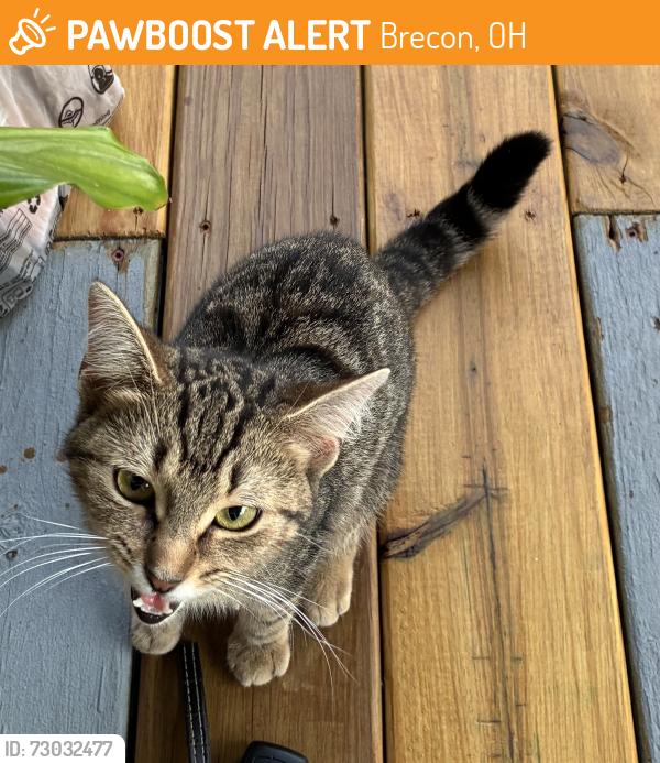 Found/Stray Female Cat last seen E Kemper Rd & Conrey , Cincinnati, OH 45249