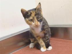 Shelter Stray Female Cat last seen LEONARD AVE/OLD AUBURN RD, 95610, 3839 Bradshaw Rd, Sacramento, CA 95827, USA
