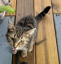 Found/Stray Female Cat last seen E Kemper Rd & Conrey , Cincinnati, OH 45249