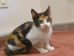 Shelter Stray Female Cat last seen LEONARD AVE/OLD AUBURN RD, 95610, 3839 Bradshaw Rd, Sacramento, CA 95827, USA