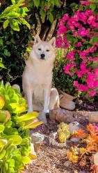 Reunited Female Dog last seen Red Bluff Pl, Carlsbad, CA 92010, USA, Carlsbad, CA 92010