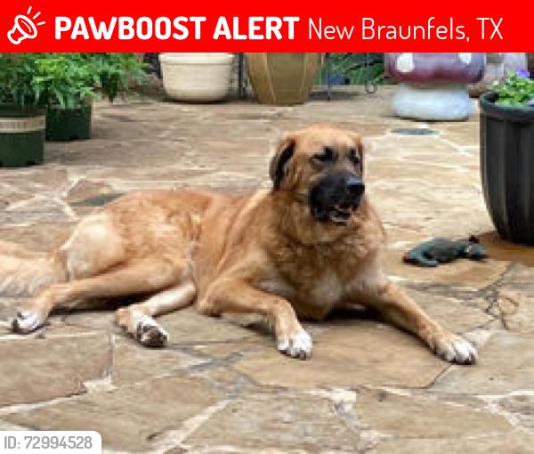 Lost Male Dog last seen Lewis Rancg Rd and Post Vieh, New Braunfels, TX 78132