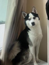Lost Male Dog last seen 233st Station , The Bronx, NY 10466