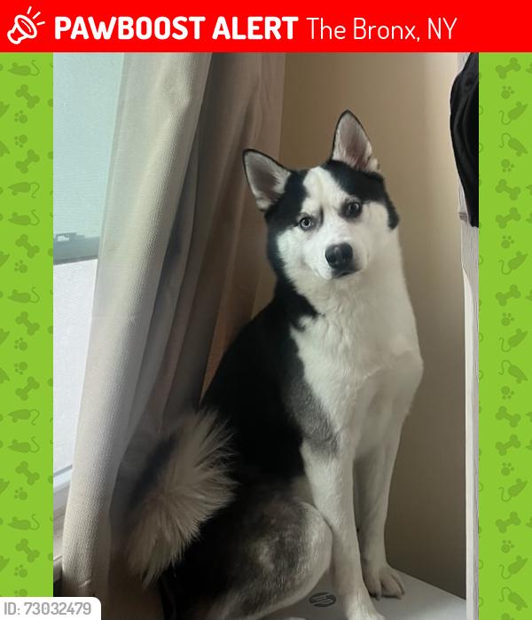 Lost Male Dog last seen 233st Station , The Bronx, NY 10466
