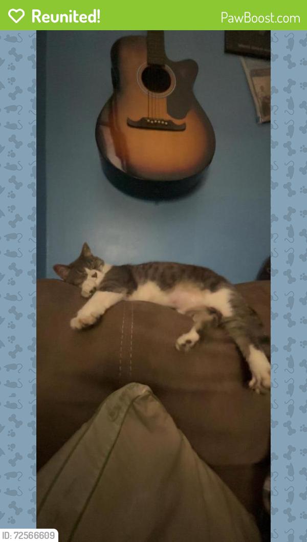 Reunited Female Cat last seen grainger ave, leonard pl & n fourth ave, Knoxville, TN 37917