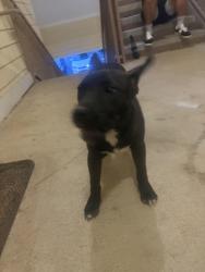 Found/Stray Female Dog last seen Near Antietam dr, Columbus, GA 31907