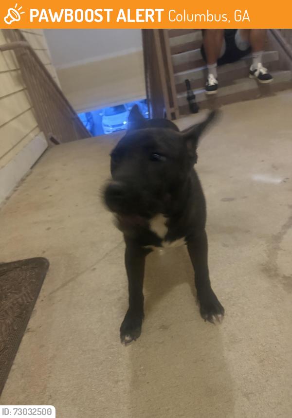 Found/Stray Female Dog last seen Near Antietam dr, Columbus, GA 31907