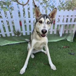 Shelter Stray Female Dog last seen Near BLK W ANAHEIM ST, LONG BEACH, CA 90813, 7700 E Spring St, Long Beach, CA 90815, USA