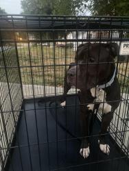 Found/Stray Male Dog last seen Wexford neighborhood, High Point, NC 27265