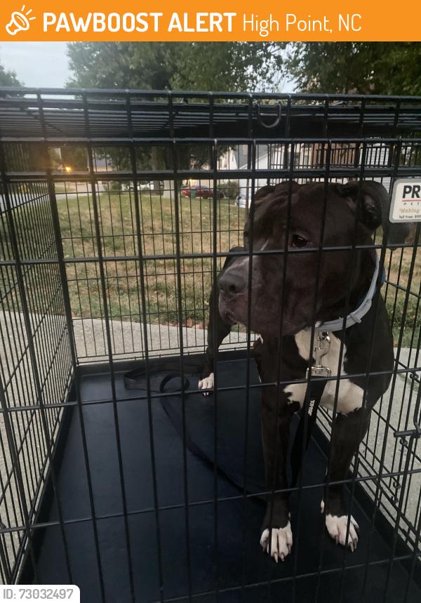 Found/Stray Male Dog last seen Wexford neighborhood, High Point, NC 27265