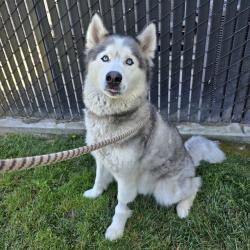 Shelter Stray Male Dog last seen Near BLK LONG BEACH BLVD. LONG BEACH CA 90807, 7700 E Spring St, Long Beach, CA 90815, USA