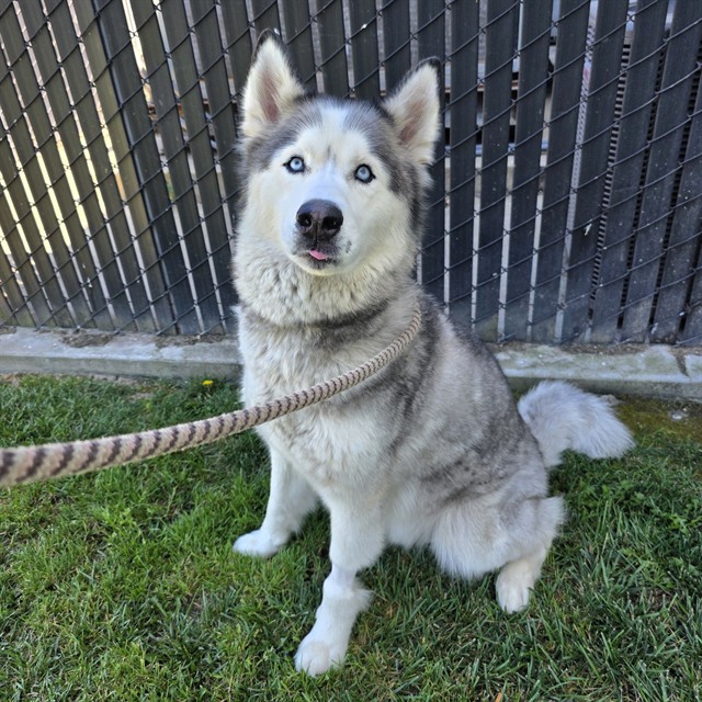 Shelter Stray Male Dog last seen Near BLK LONG BEACH BLVD. LONG BEACH CA 90807, 7700 E Spring St, Long Beach, CA 90815, USA