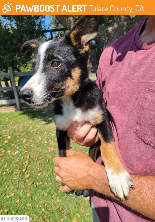 Found/Stray Male Dog last seen Road 176 and avenue 264, Tulare County, CA 93221