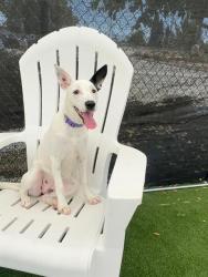 Shelter Stray Female Dog last seen Near BLK DURHAM CT BAKERSFIELD,CA, 201 S Mt Vernon Ave, Bakersfield, CA 93307, USA