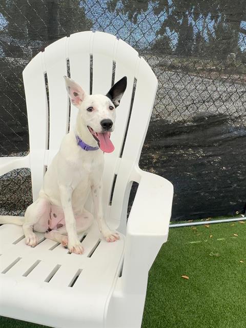 Shelter Stray Female Dog last seen Near BLK DURHAM CT BAKERSFIELD,CA, 201 S Mt Vernon Ave, Bakersfield, CA 93307, USA