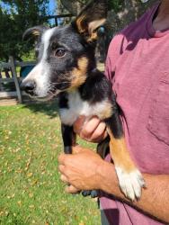 Found/Stray Male Dog last seen Road 176 and avenue 264, Tulare County, CA 93221