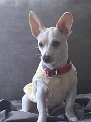 Lost Male Dog last seen Near broadhead , Waxahachie, TX 75165
