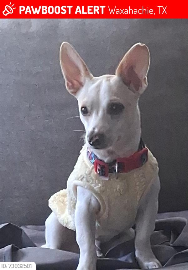 Lost Male Dog last seen Near broadhead , Waxahachie, TX 75165