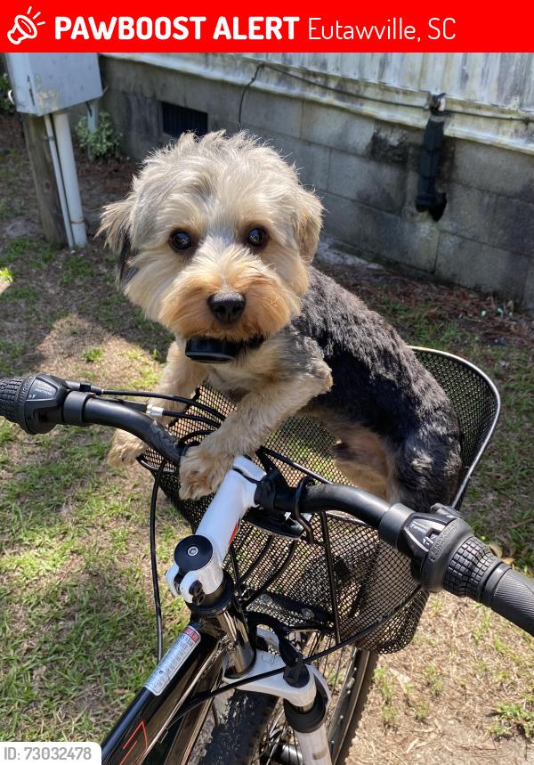 Lost Male Dog last seen Eutaw Rd, Eutawville, SC 29048